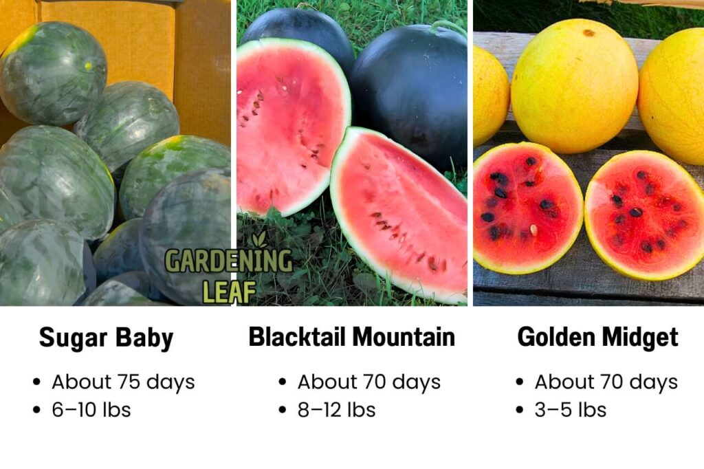Best watermelon varieties for home gardens