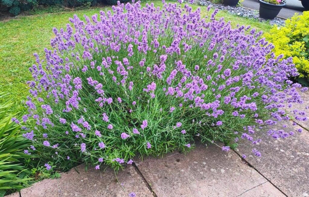 big lavender plant
