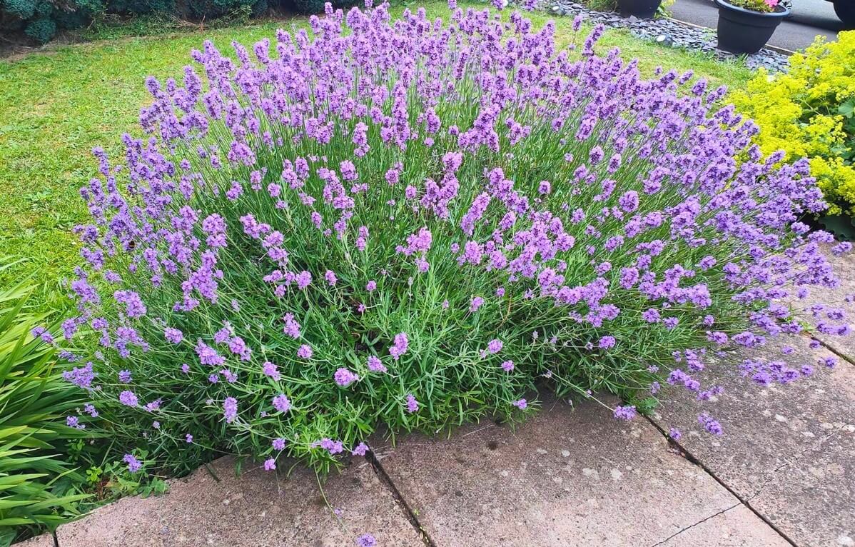 big lavender plant