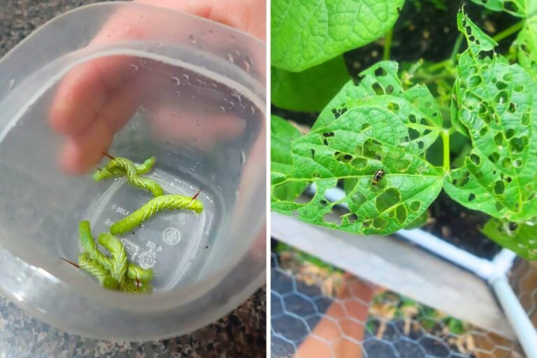 common garden pests