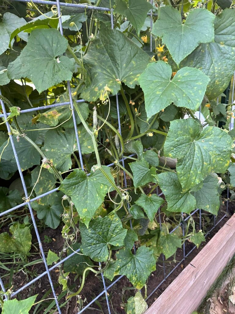 Cultivating cucumbers