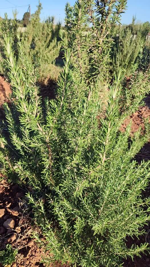 Huge rosemary