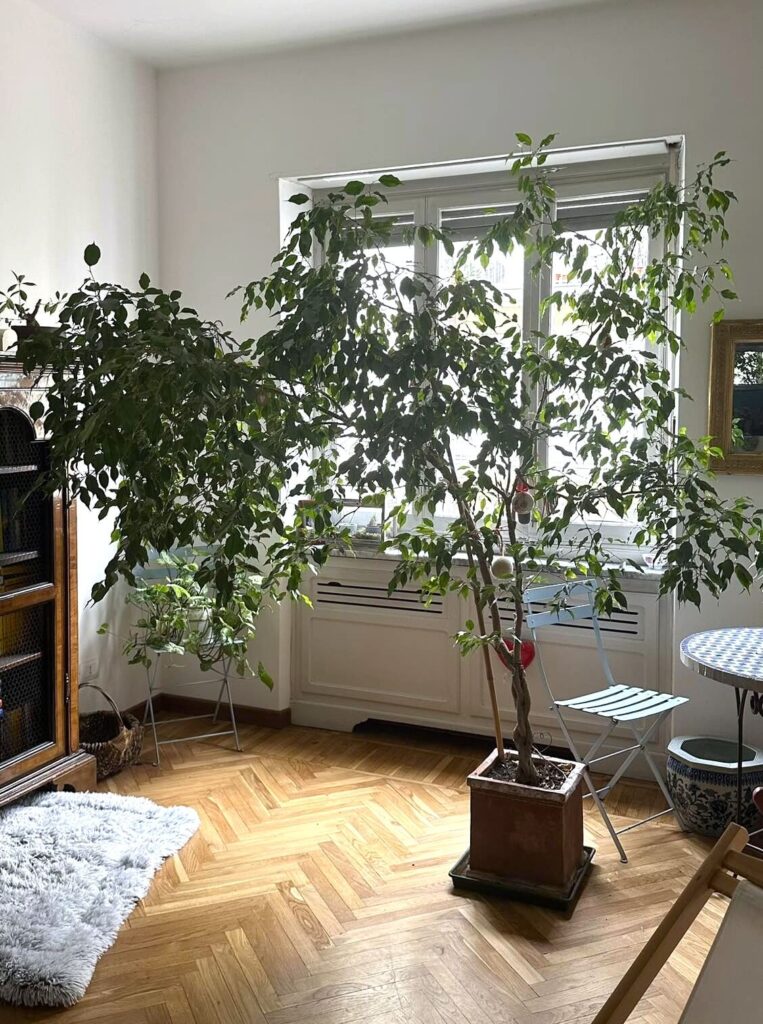 ficus plant