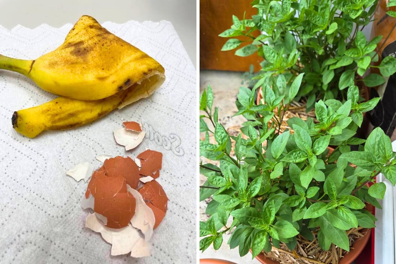 kitchen scraps for gardening