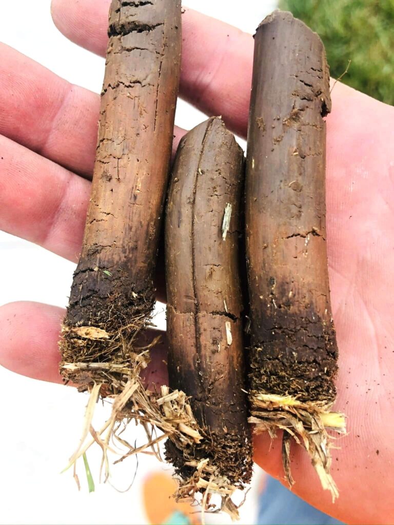 lawn aeration