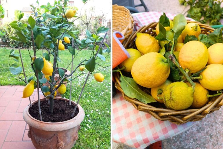 How to Grow Perfect Lemons in Containers