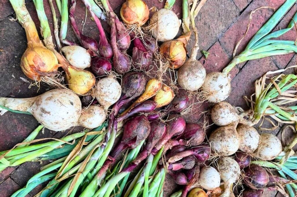Different varieties of onions