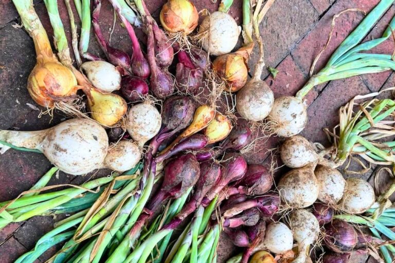 My Secrets for Sweet and Tasty Onions Every Time