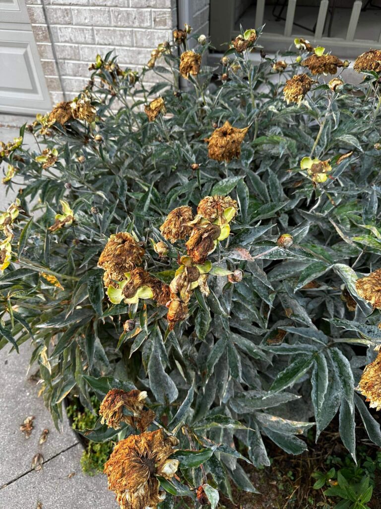 Peonies with fungal disease