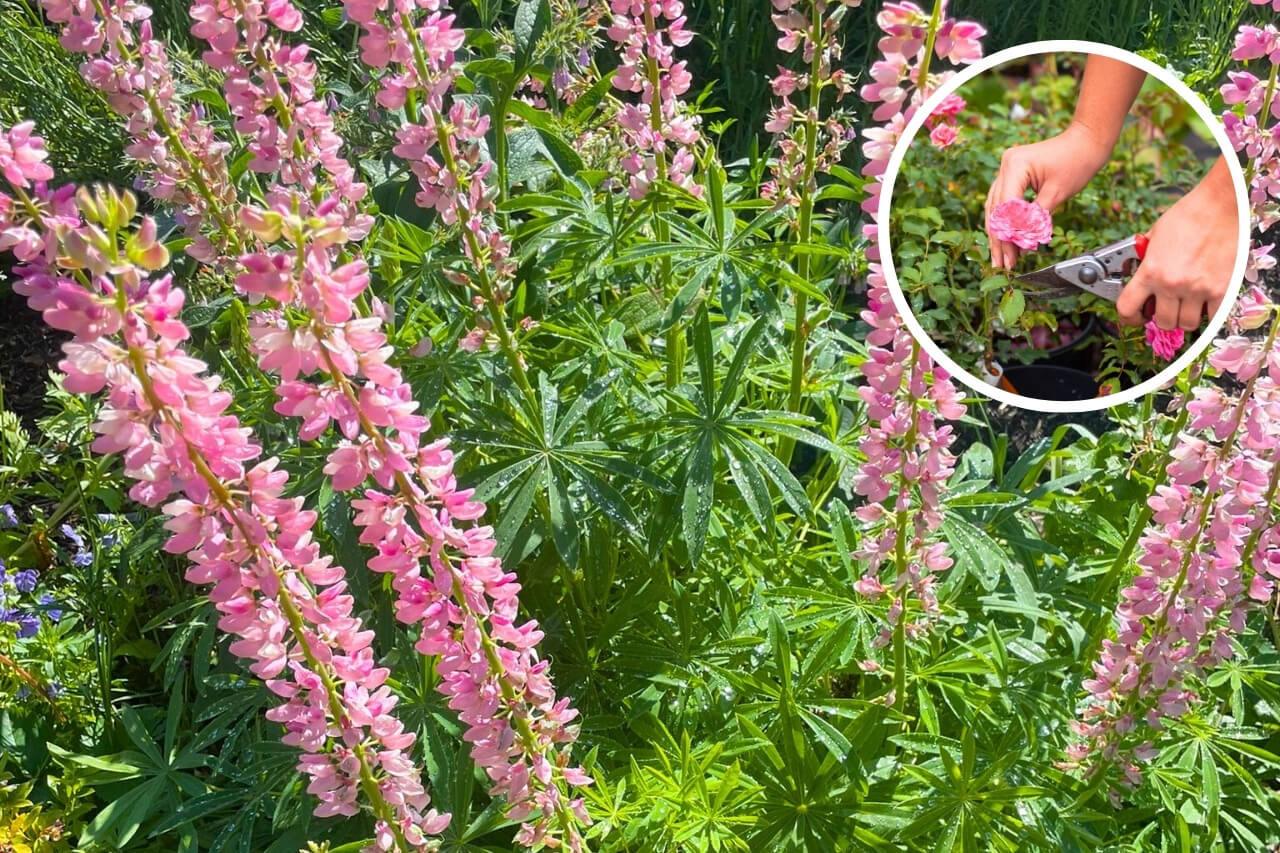 plants that reflower