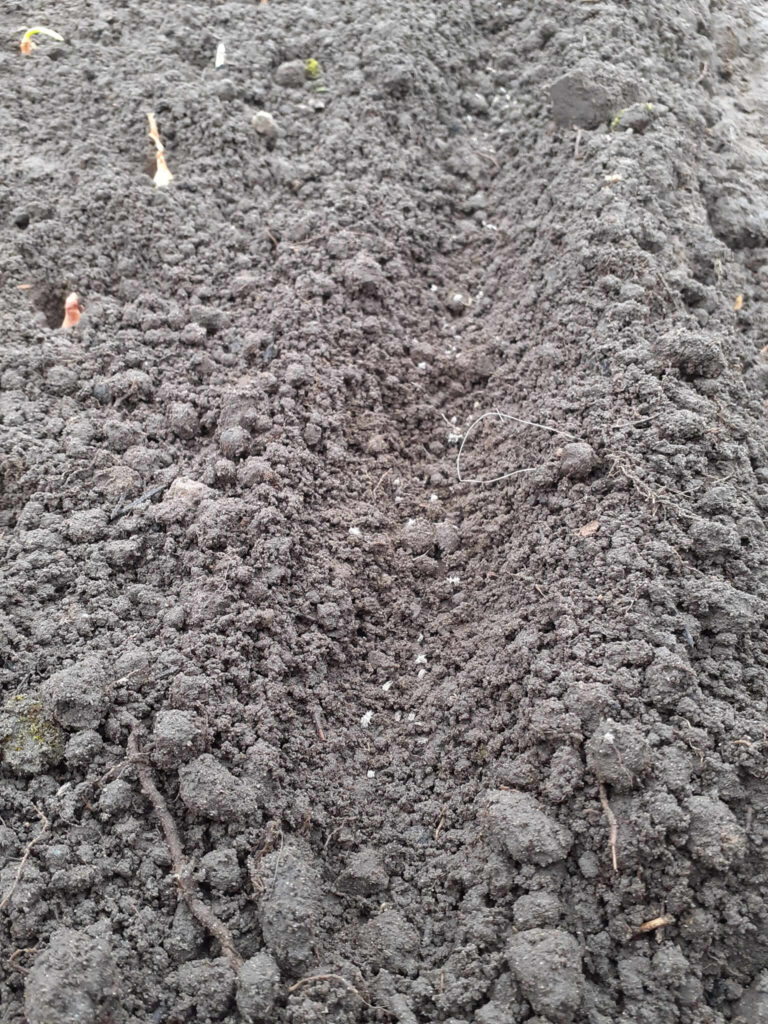 Preparing the soil for onions