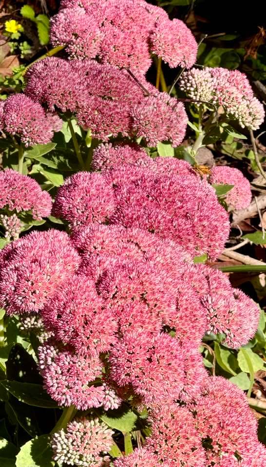 Red Stonecrop