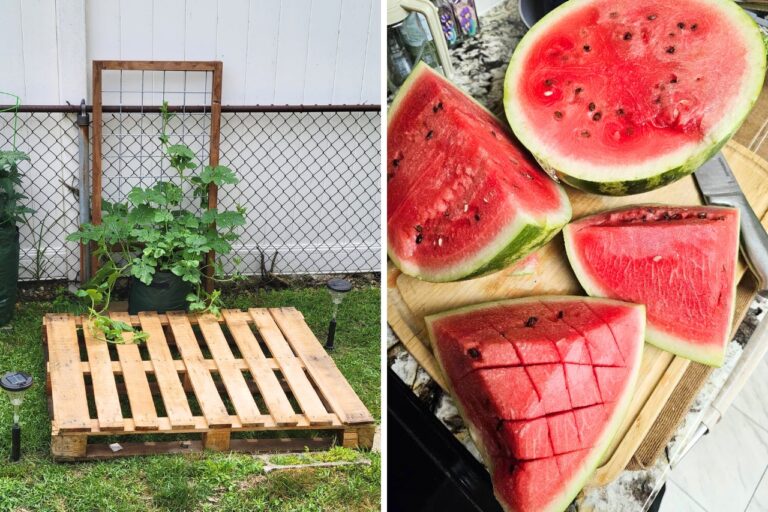 growing watermelon on a pallet