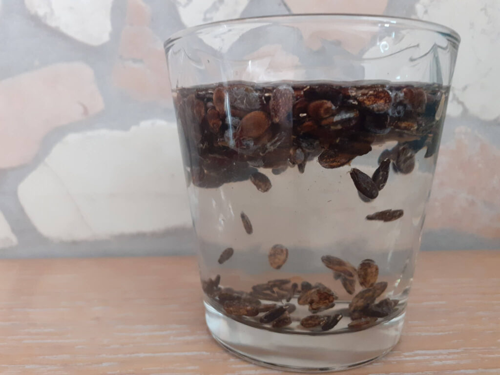 Watermelon seeds
