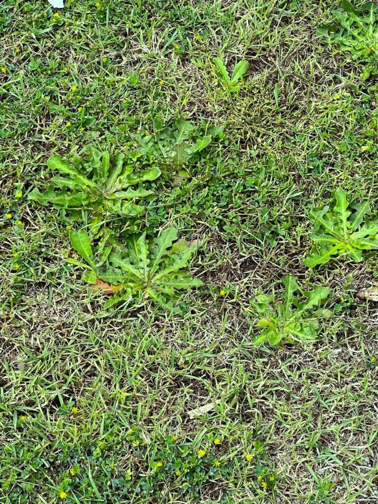 Weeds grow if the lawn leaves open spaces
