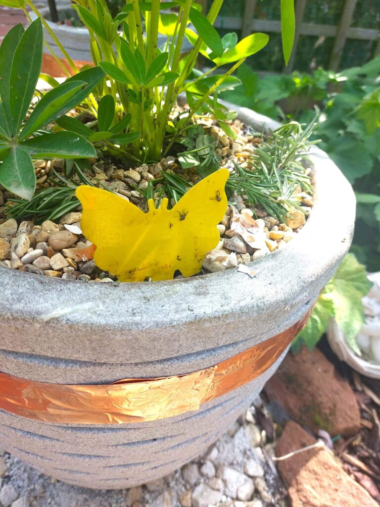 Yellow sticky trap