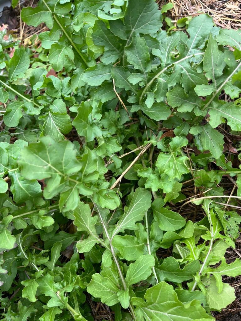 Arugula