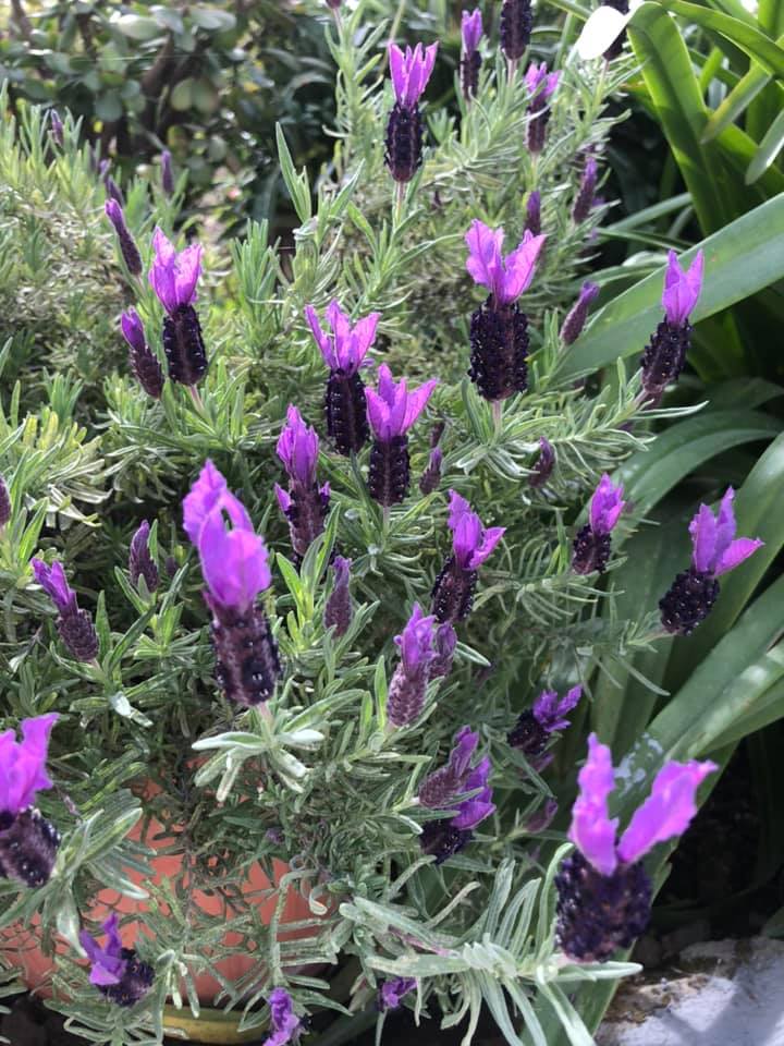 Flowering lavender