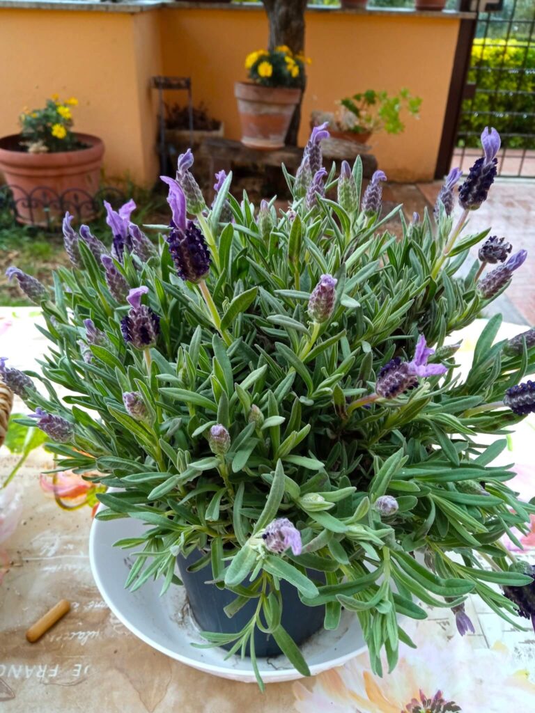 My nonna's lavender plant
