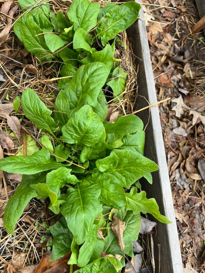 Spinach