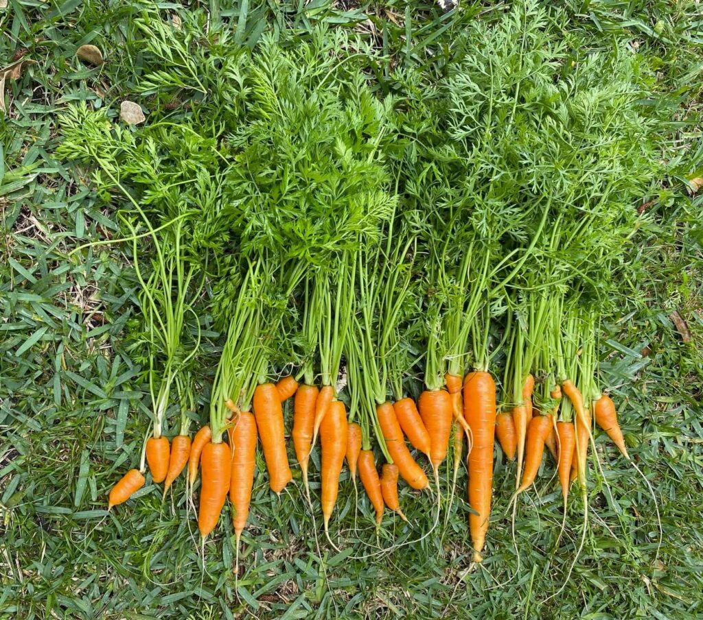 carrots