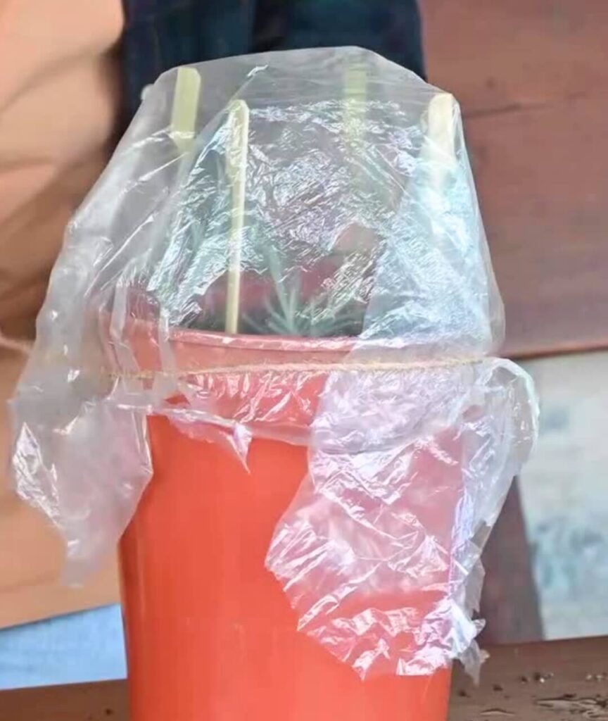 plastic bag on lavender