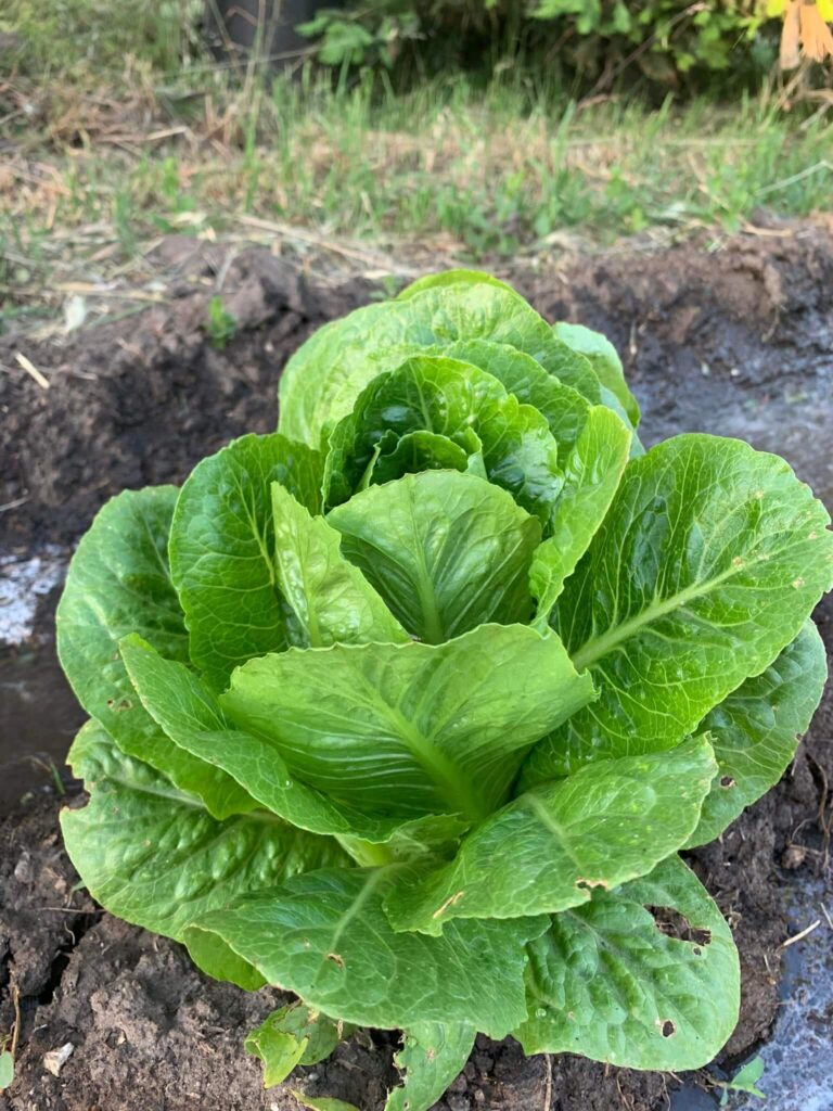 romaine lettuce