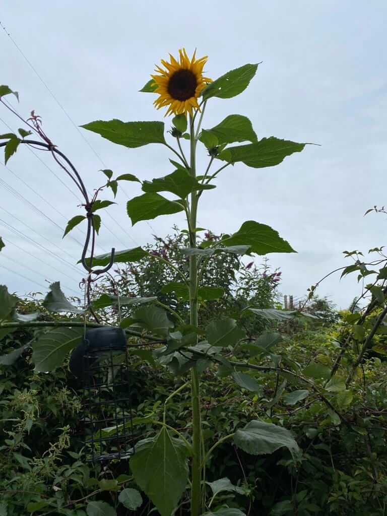 9ft sunflower