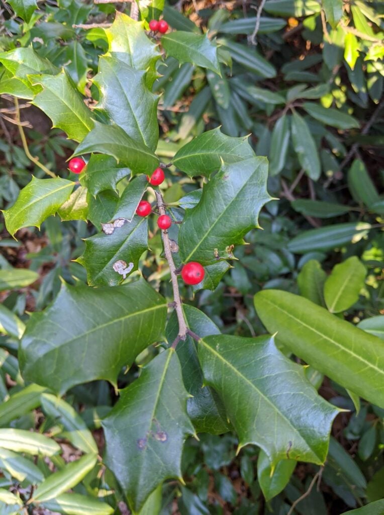 American Holly