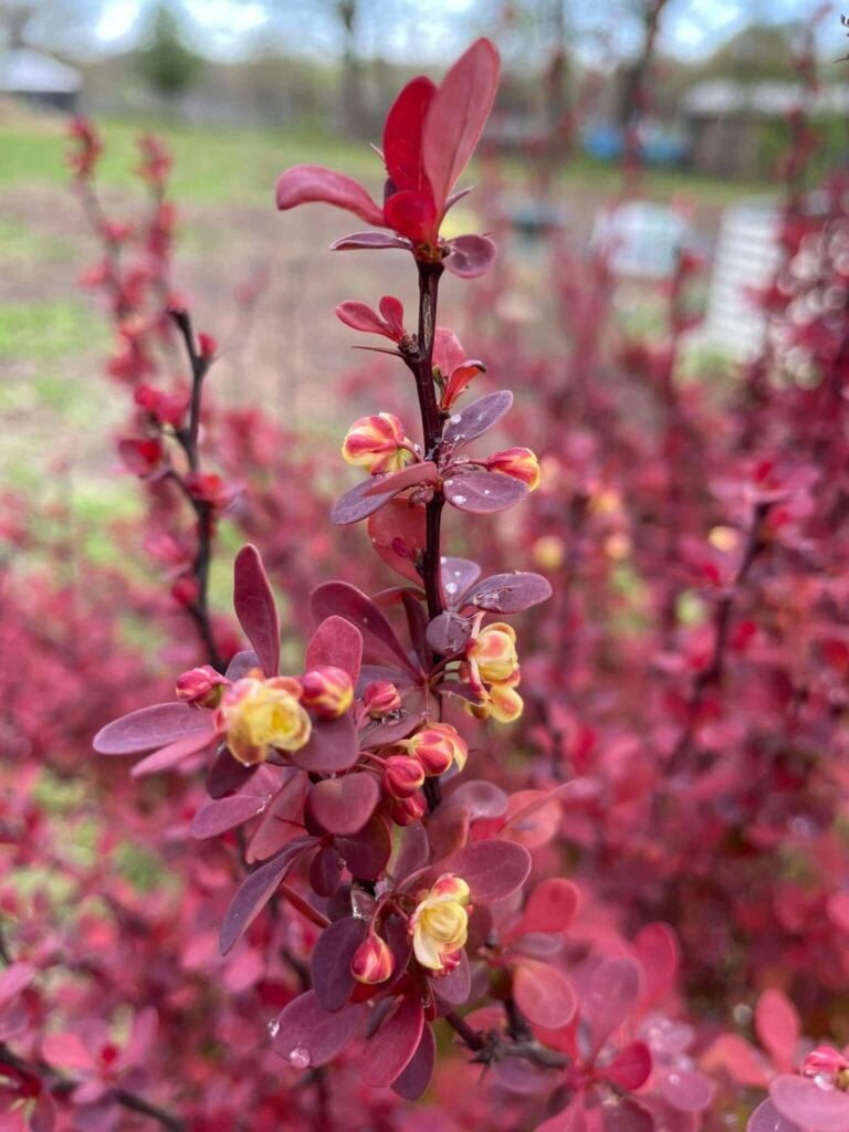 Berberis