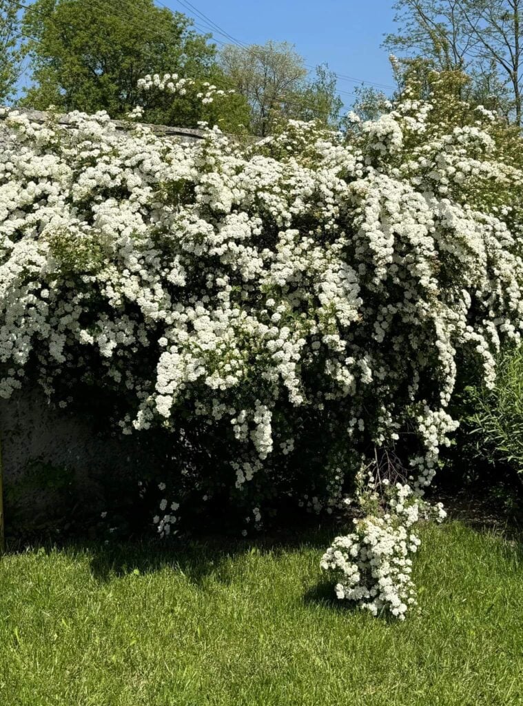 Big Spirea