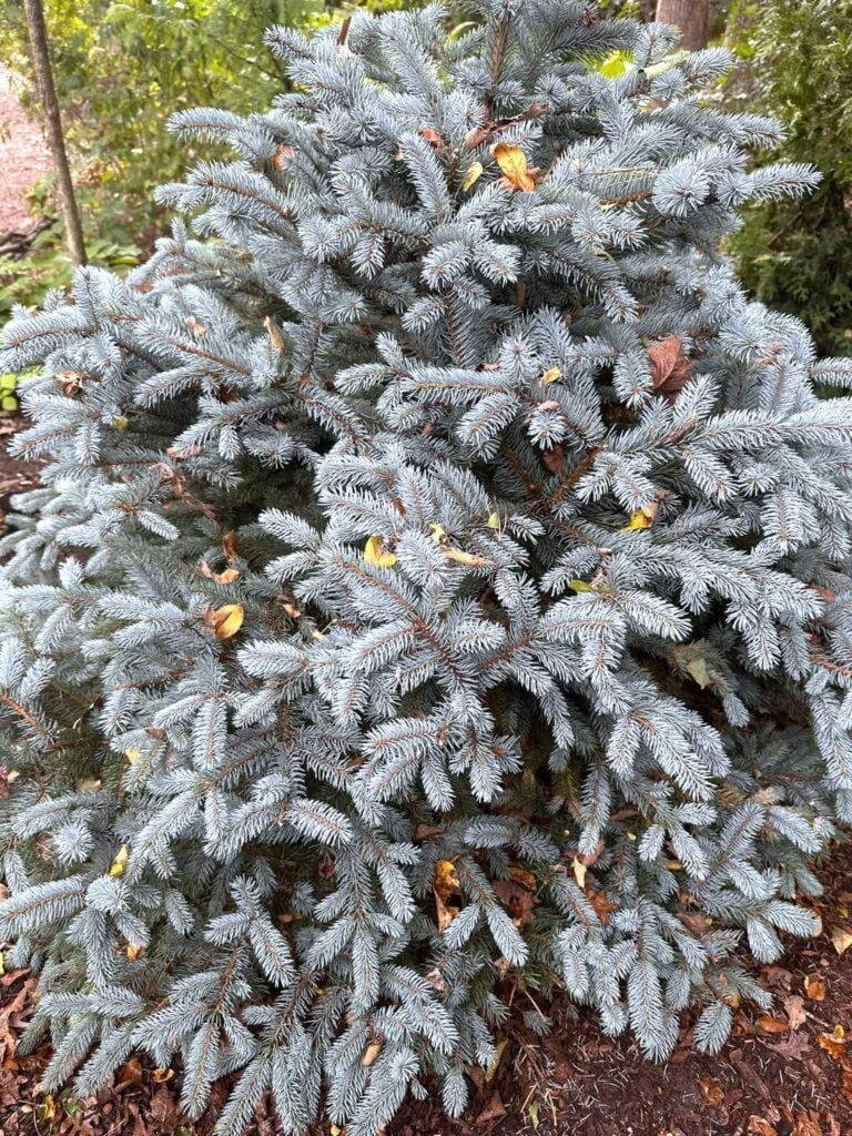 Blue Spruce