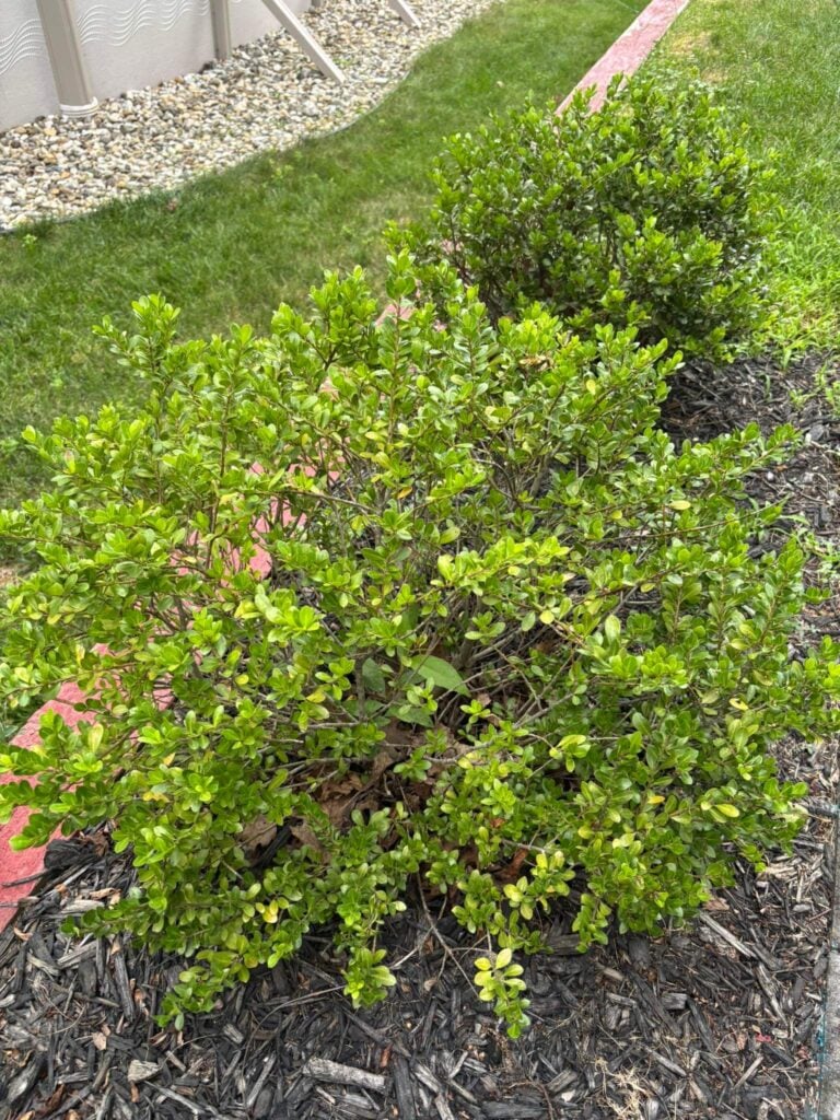 Boxwood