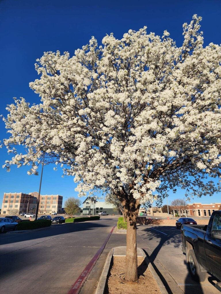 Bradford Pear