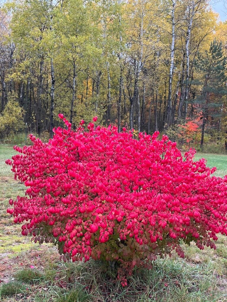 Burning Bush