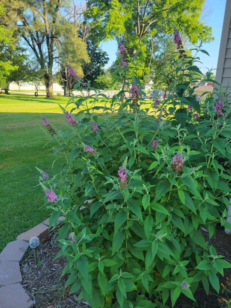 Butterfly Bush