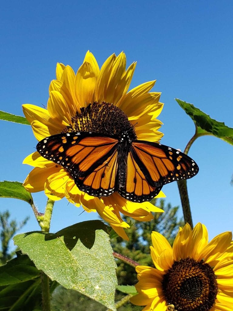 Butterfly on a sunflower