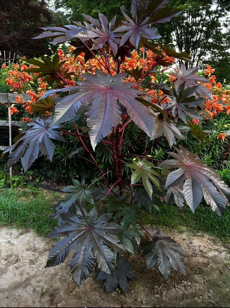 Castor Bean