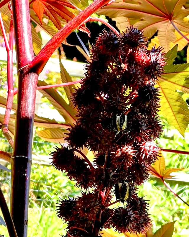 Castor bean seed pods