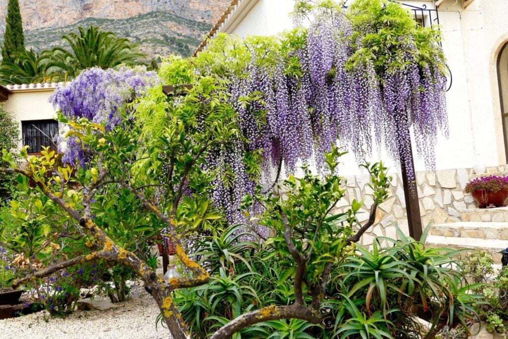 Chinese Wisteria
