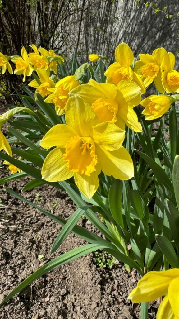 Daffodils