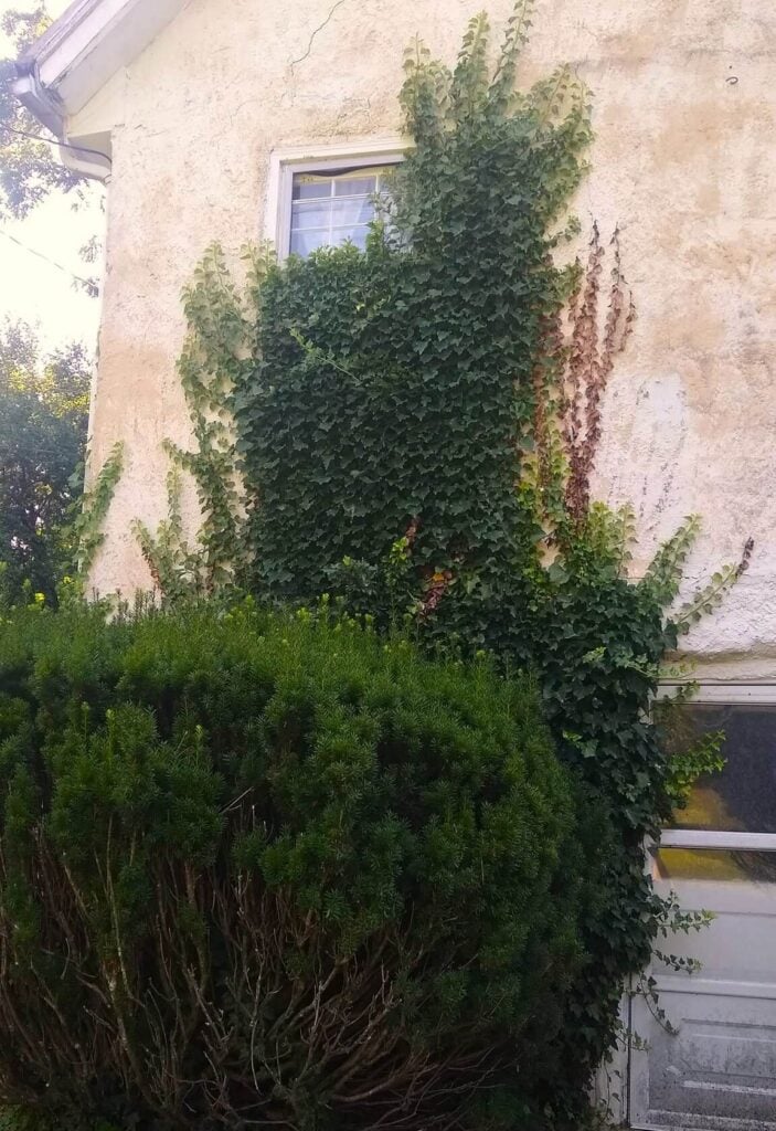 English ivy is taking over a house