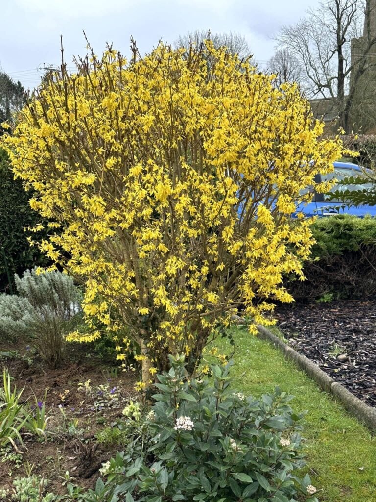 Forsythia