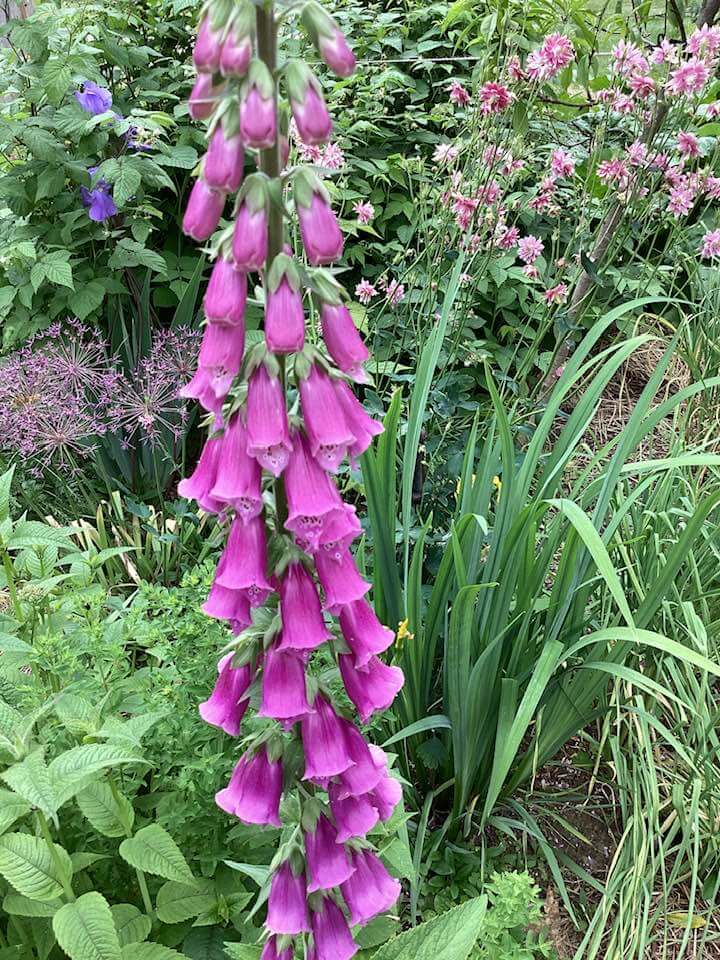 Foxglove