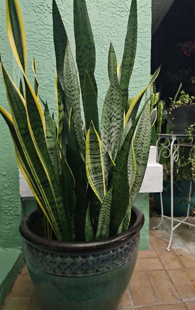 Healthy snake plant