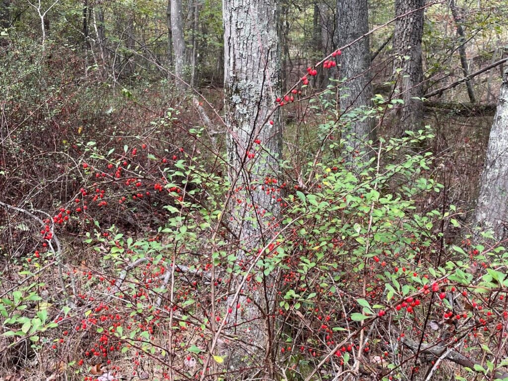 Japanese Barberry