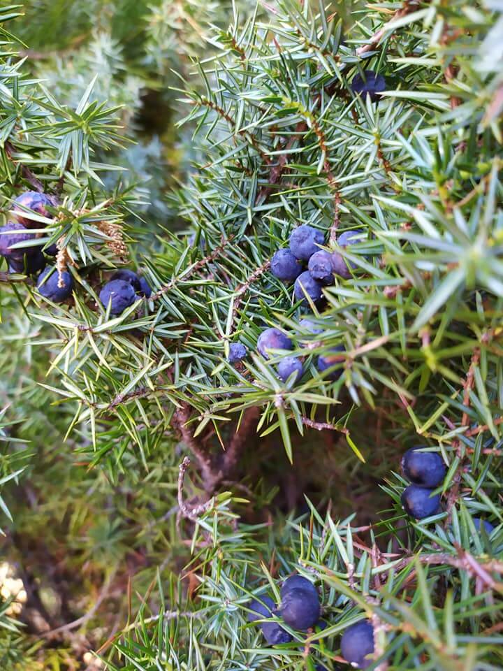 Juniperus communis