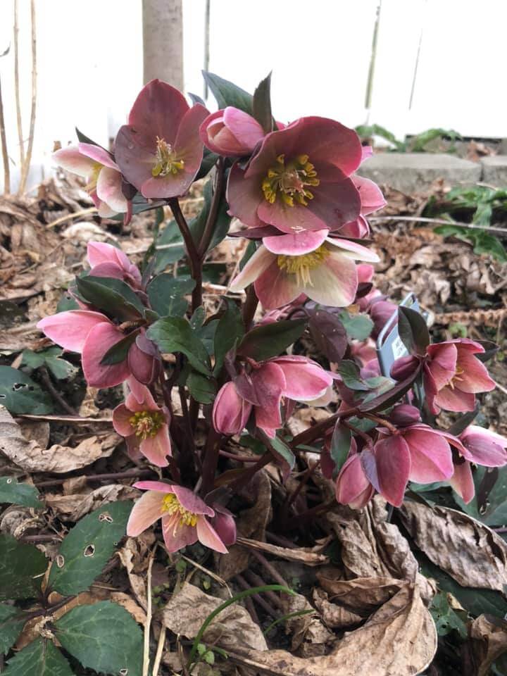 Lenten Rose