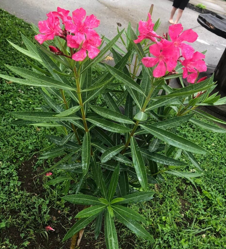 Oleander plant