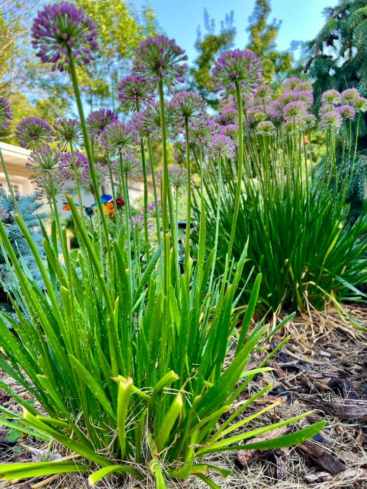 Ornamental Onions